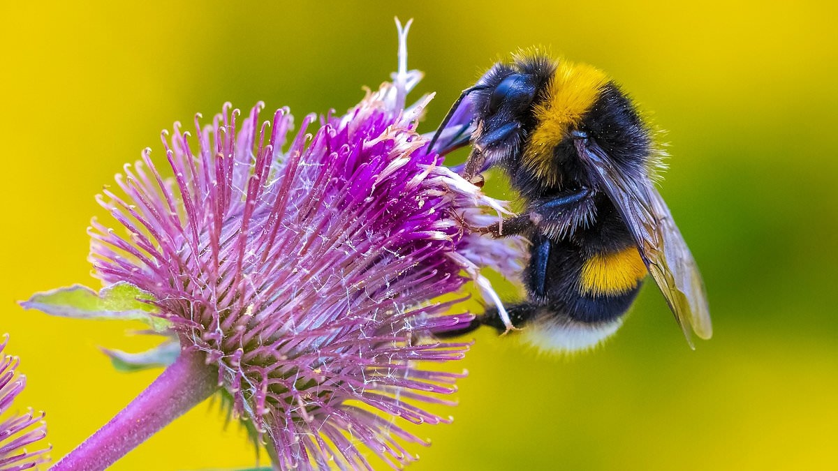 Bees are losing their buzz! Warmer weather reduces frequency and pitch of wing vibrations, researchers warn