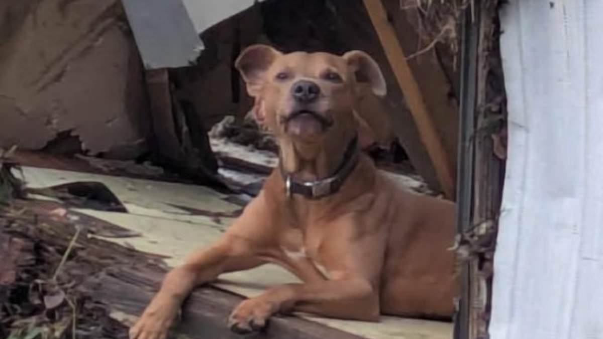 Hellish Texas flooding leaves 'thousands' of pets missing