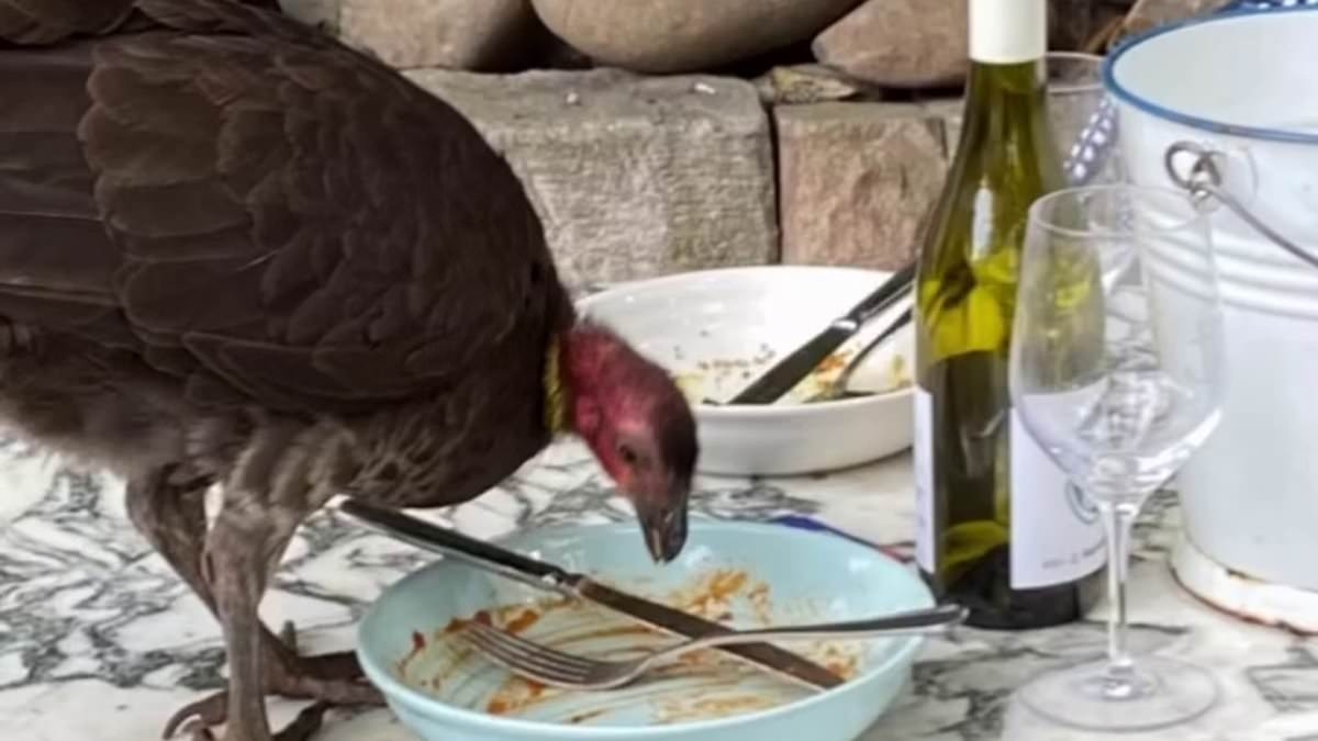 EXCLUSIVE One of Australia's most exclusive suburbs declares war on aggressive brush turkeys as cafe diners are attacked in terrifying ambushes