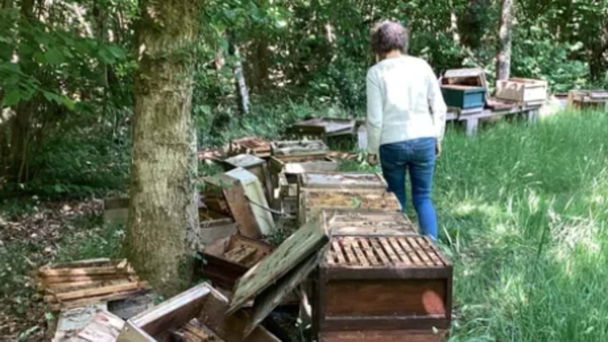 Beekeepers at war: Rival honeymaker targets grandmother's 23 hives in 'grudge' £5,000 double vandalism attack