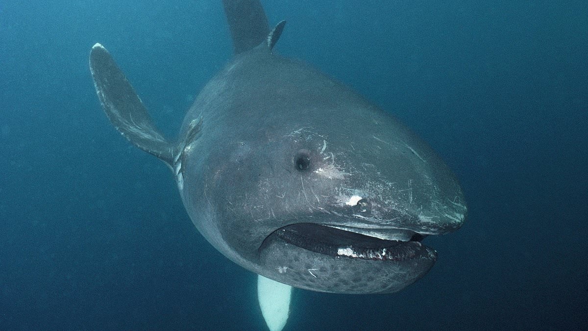 They're not ALL like Jaws! Five unloved sharks species you may never have heard of... including one that lives up to 500 YEARS