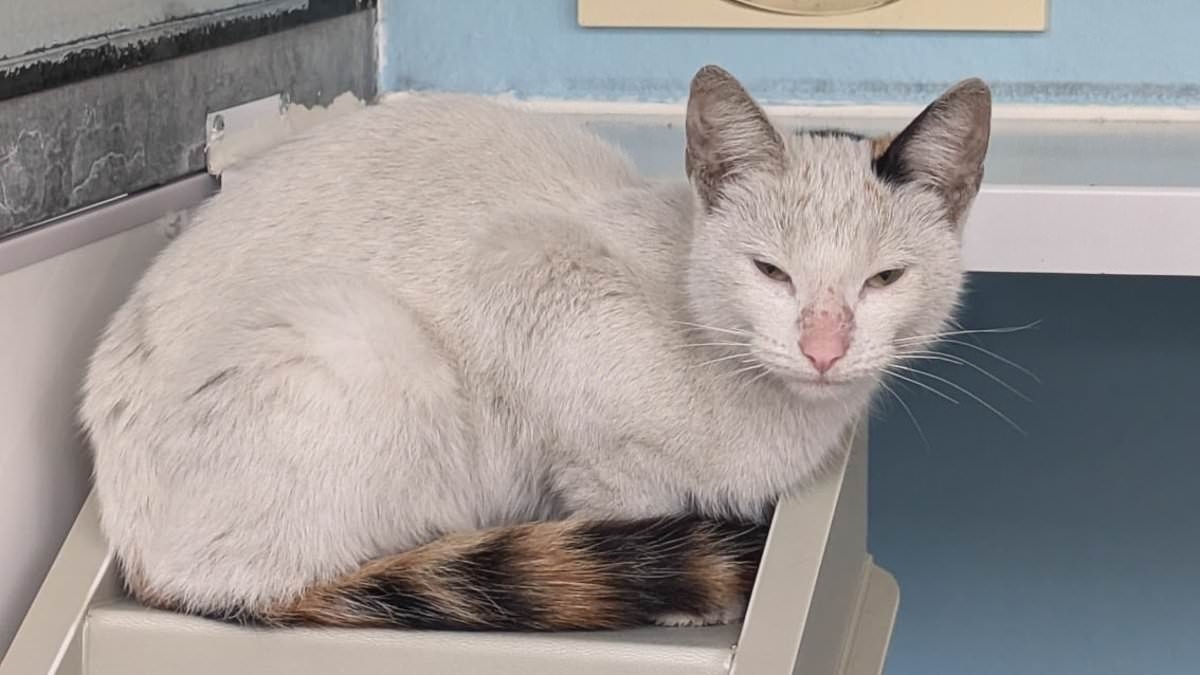 Urgent appeal for a stowaway cat which travelled 400 miles to Scotland to be reunited with her owners