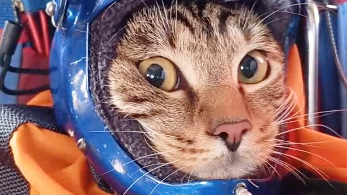 Feline freefalling! Moment bemused cat goes skydiving in Russia wearing its own tiny helmet
