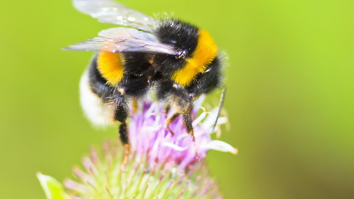 JOHN MACLEOD: Hairy and dishevelled, bopping along as if sozzled...but hum of the bumblebee is truly the voice of our gardens