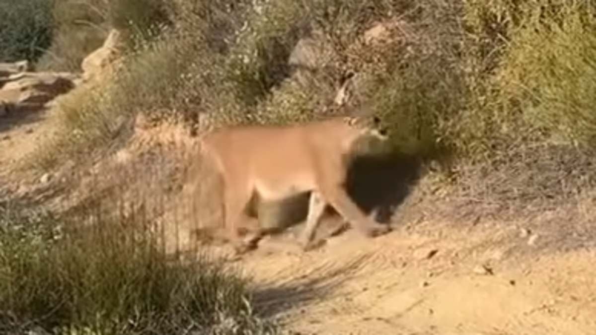 Hiker's heart-stopping video shows exactly what to do if confronted by a mountain lion