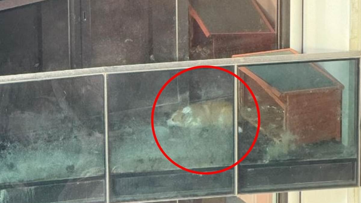 Aussies disgusted by sad sight on apartment balcony: 'This makes me so angry'