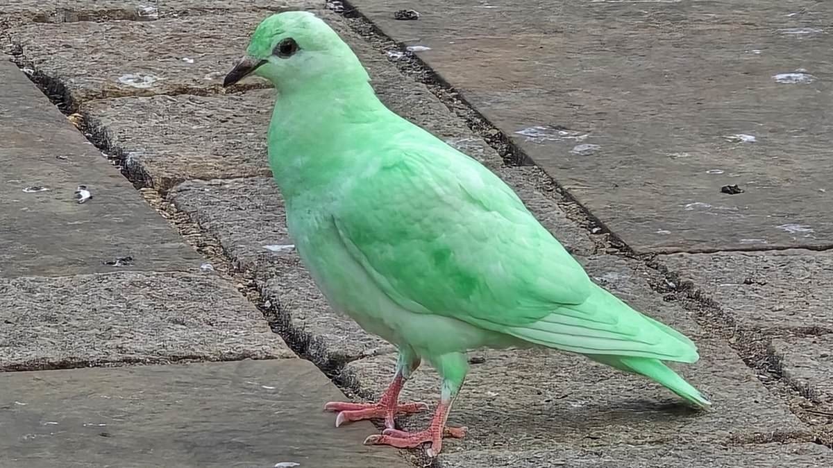 llluminous green PIGEON causes flap as TikTokers flock to town to catch a glimpse