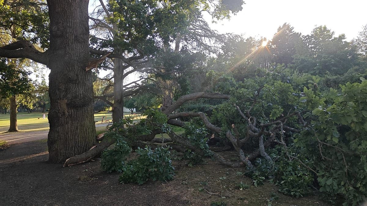 Council tells park visitors not to sit under trees amid fears branches could collapse on people below - days after girl, 7, was crushed to death by falling foliage