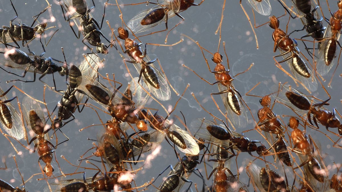 ALEXANDRA SHULMAN'S NOTEBOOK: Perfect night is ruined... by a swarm of flying ants