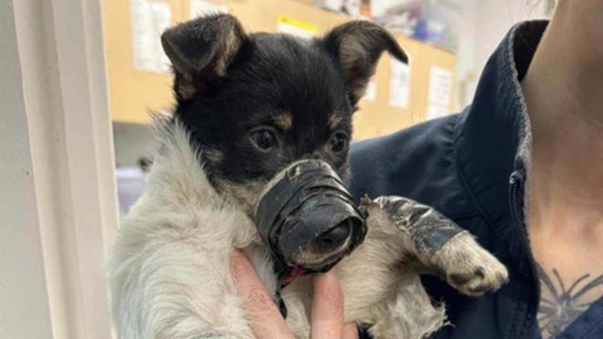 Infuriating moment RSPCA officer finds two puppies who had their mouths taped shut and were left to starve in the bush
