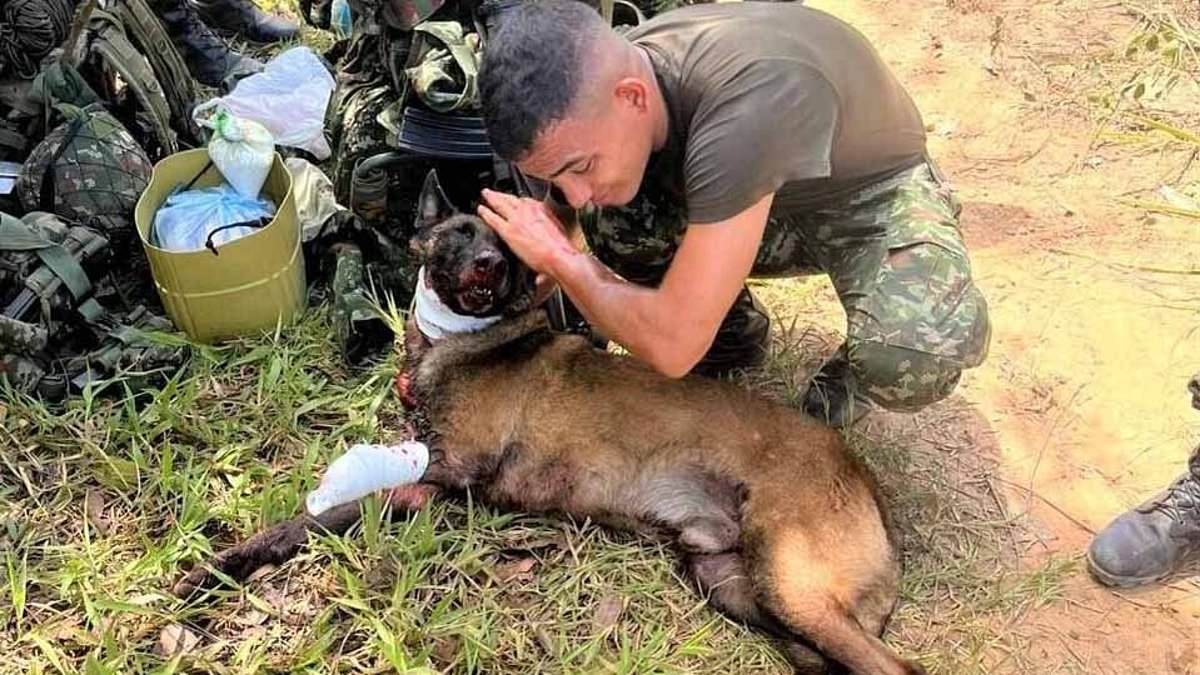 Hero dog has a leg blown off but saves 'hundreds' of people's lives after sniffing out bomb