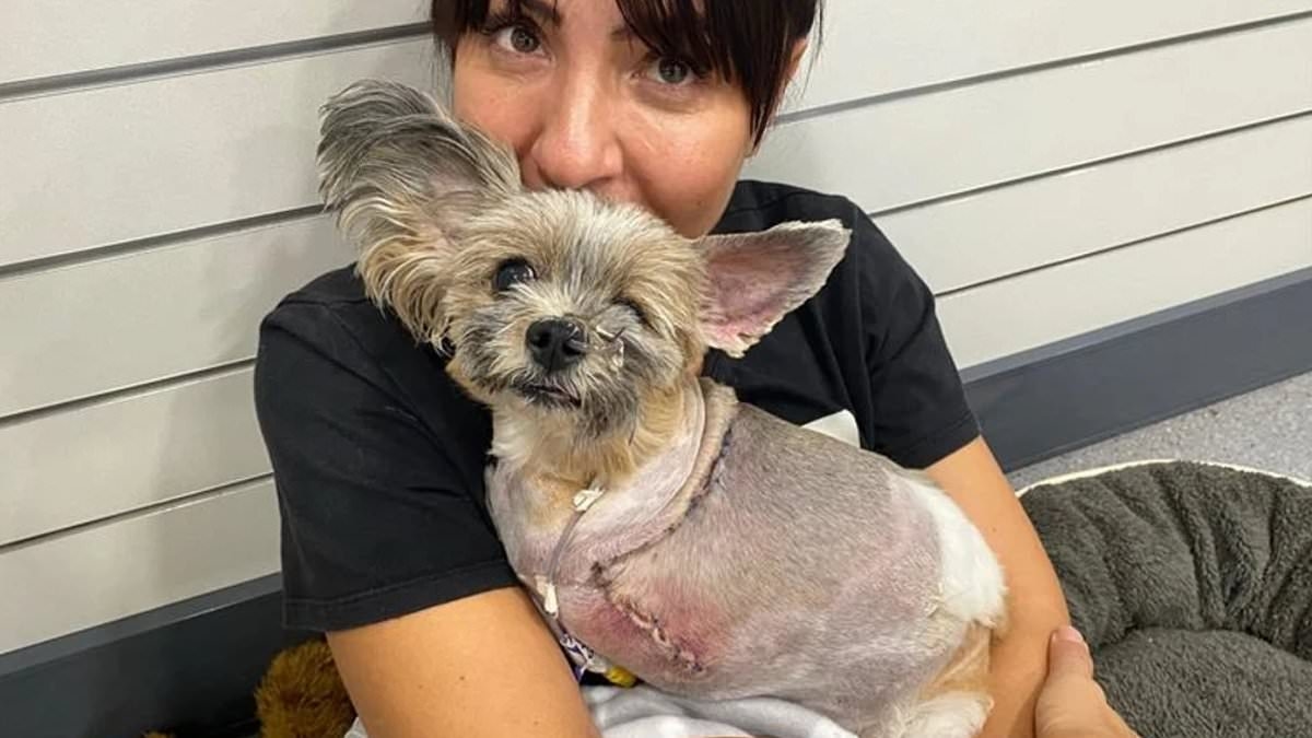 Bridal shop owner awarded $100,000 after her beloved Shih Tzu Lexi's leg was severed in vicious dog attack