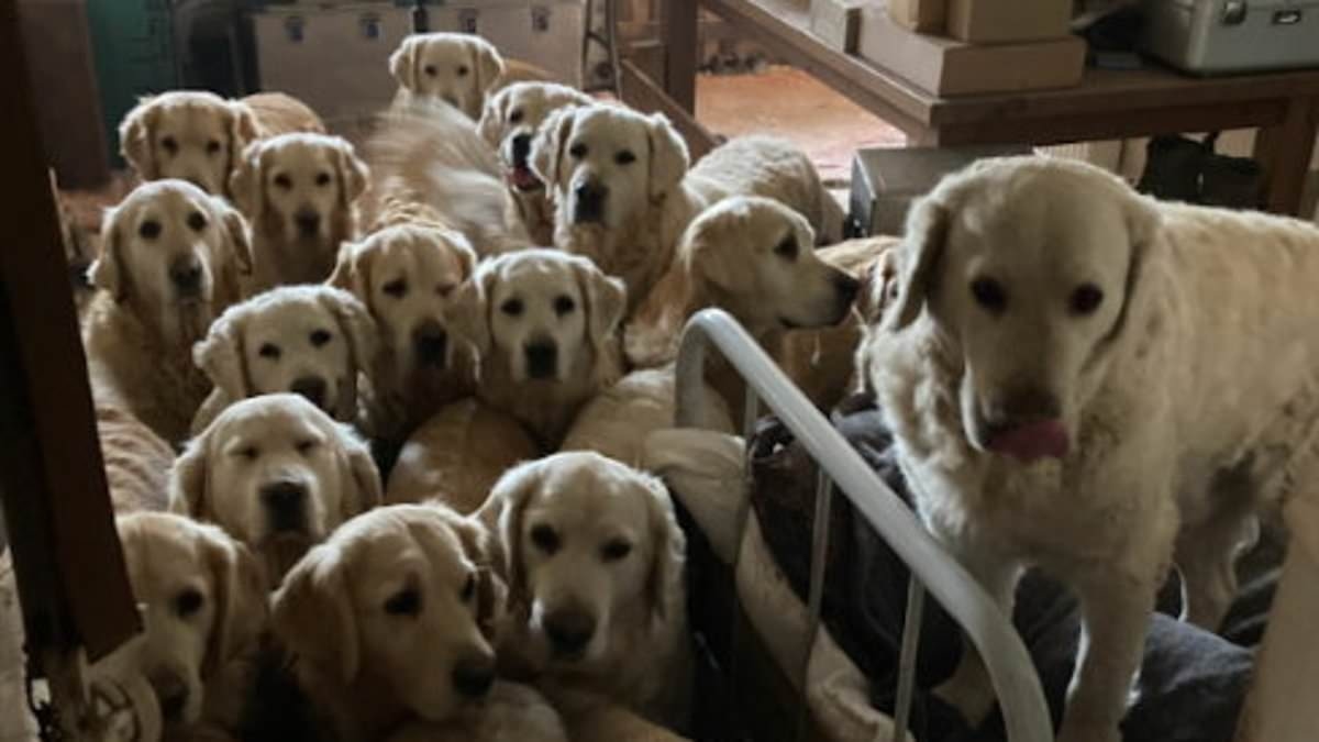 Golden retrievers found in poor, cramped, and dirty conditions at popular attraction