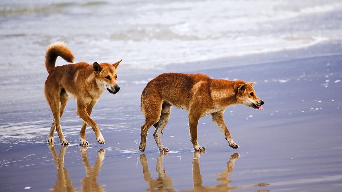 Dingo found 'deliberately decapitated' on K'gari - as horrified rangers launch an investigation