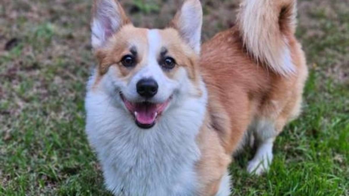 Tiny corgi spotted pacing on filthy balcony and then surrendered by his owner is officially up for adoption