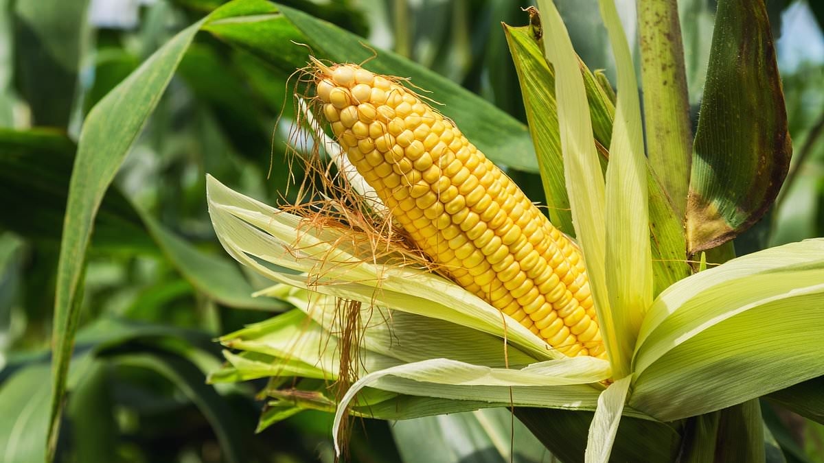 Scientists: Why 'corn sweat' is to blame for 100-degree heat dome