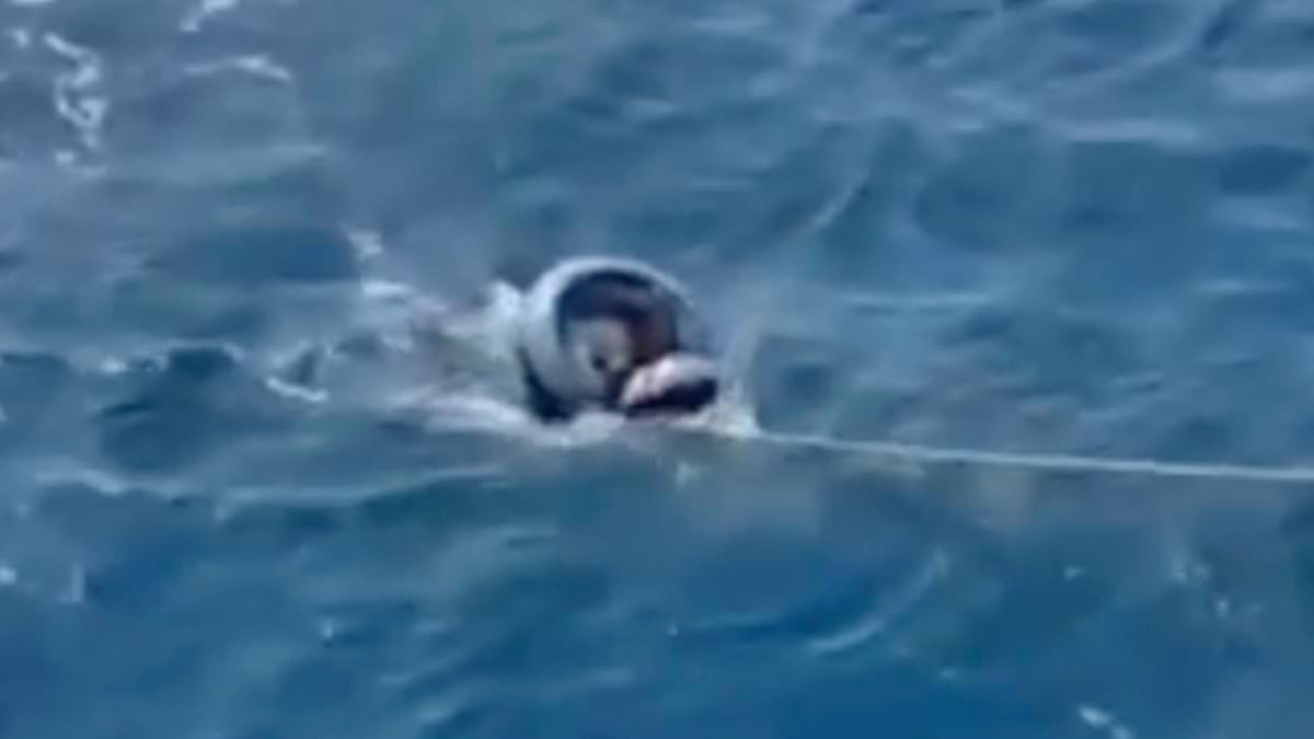 Moment exhausted migrant is plucked from the sea after trying to cross treacherous 36-mile wide Strait of Gibraltar in flippers and a rubber ring