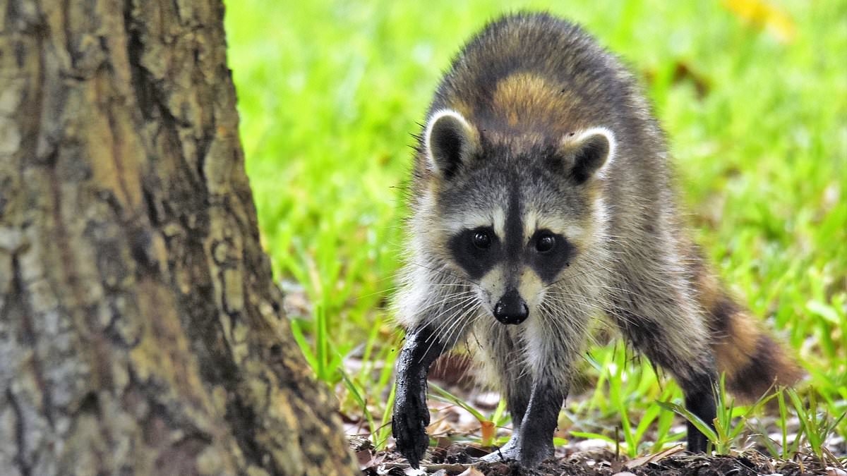 Once-eradicated virus now declared 'imminent public health threat' for millions of Americans
