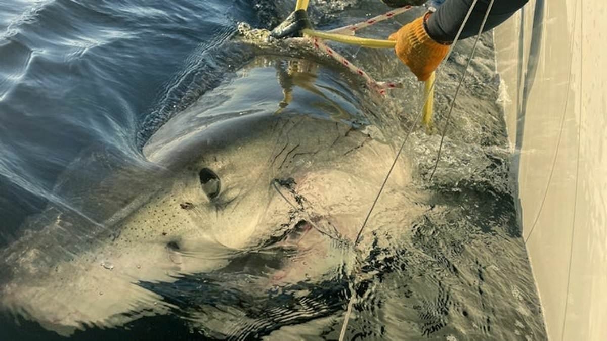 Alarm as Atlantic's biggest great white heads for tourist hotspot