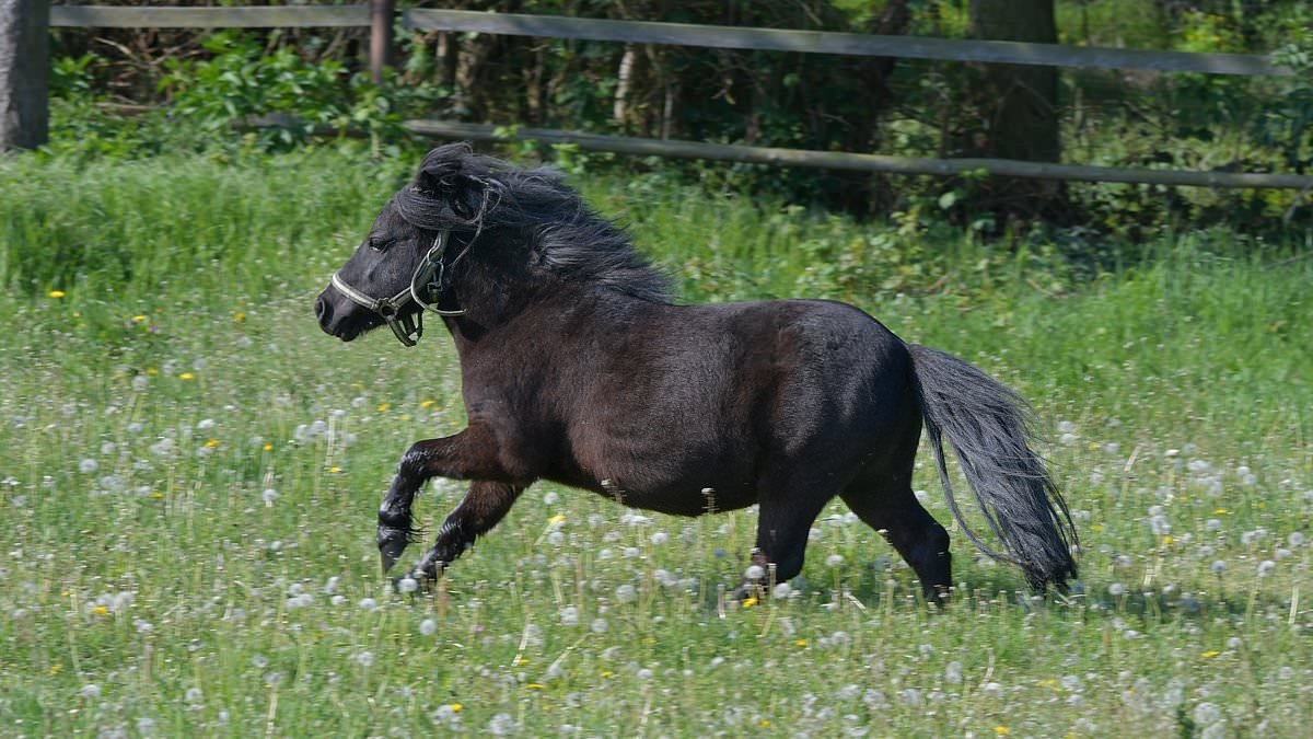 'Serial horse rapist', 38, filmed himself having sex with pregnant Shetland pony, court hears