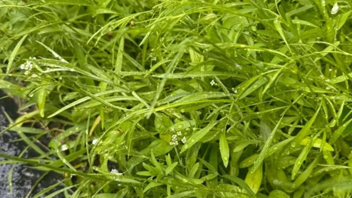 Praying mantis hides in plain sight in mind-bending optical illusion - can you spot it in 20 seconds?