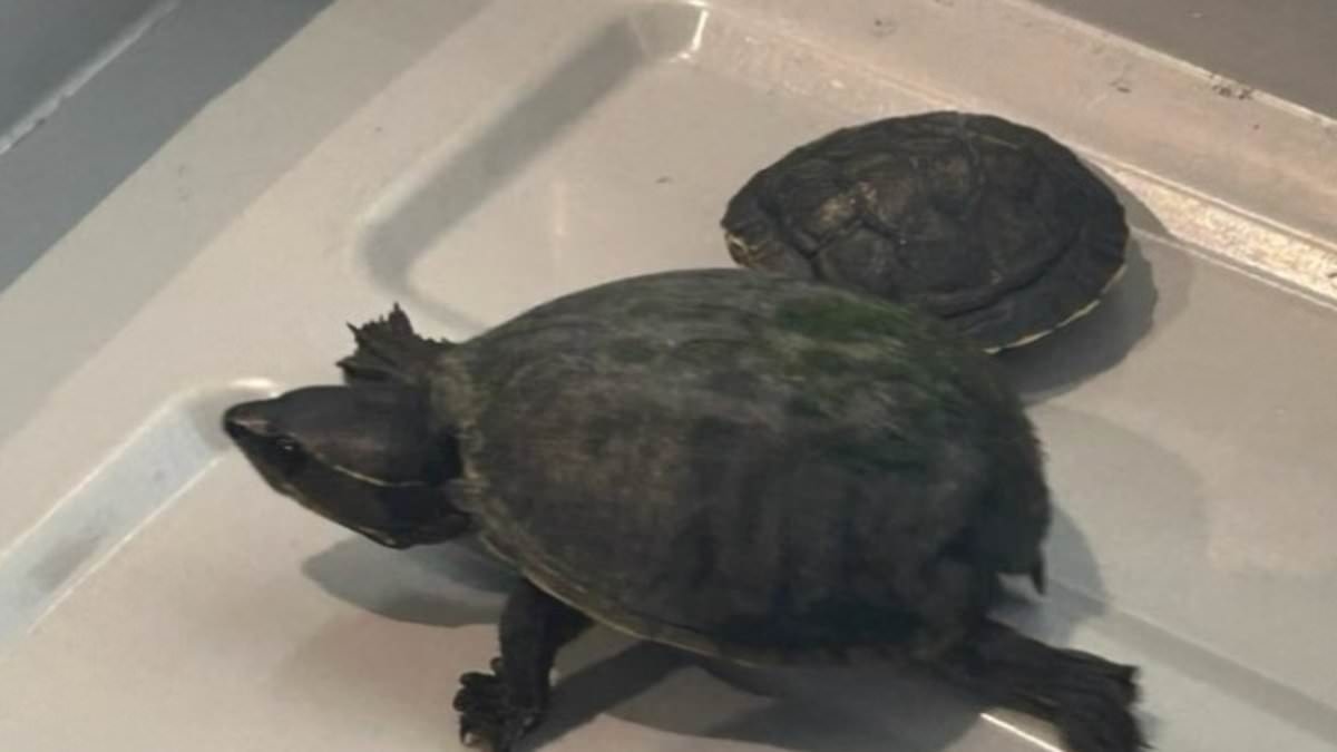 Turtle meets grim fate after Florida woman attempts to smuggle creature through airport TSA inside her bra