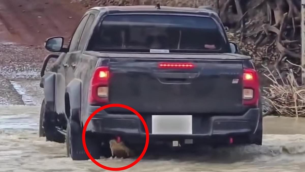 Frightening moment massive beast emerges from the water after four-wheel-drive tried to cross flooded weir
