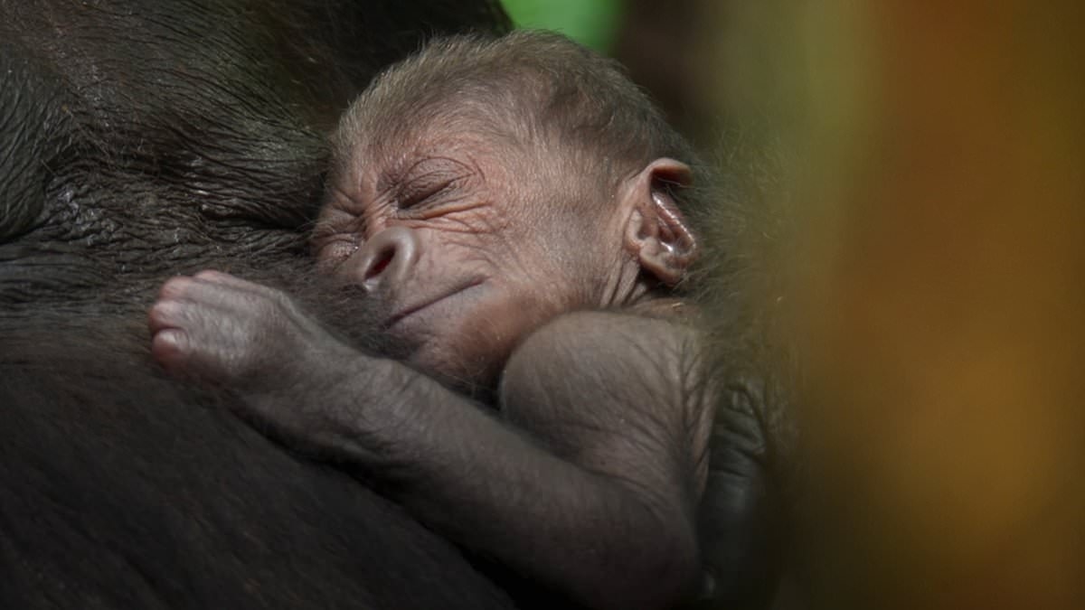 Tissues at the ready! David Attenborough captures tear-jerking moment between mother gorilla and her newborn baby in BBC documentary Parenthood