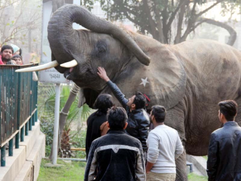 Continued animal deaths at Lahore Zoo raise concerns, but new births bring some relief