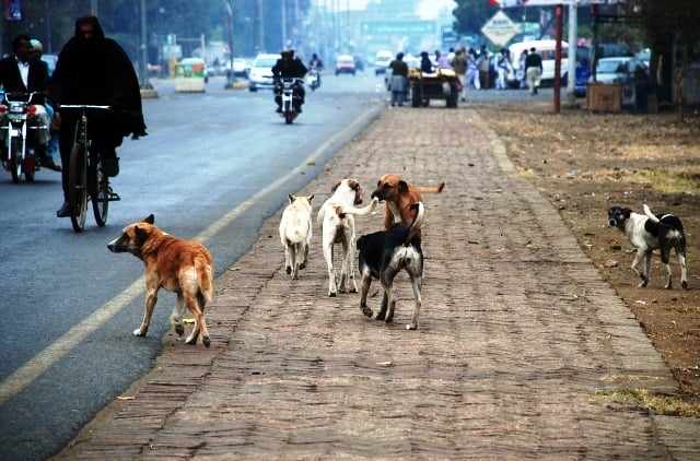 1,514 stray dogs neutered in K-P