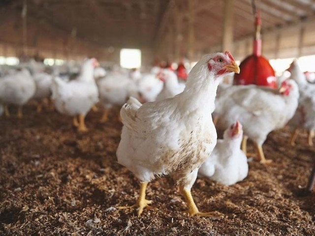 Import duties on food, auto cut