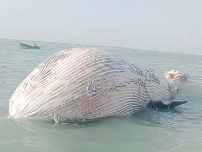 Blue whale found dead in Gwatar Bay