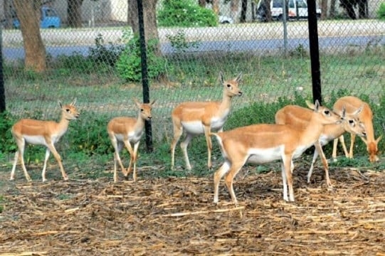 Case lodged over viral Margalla deer killing