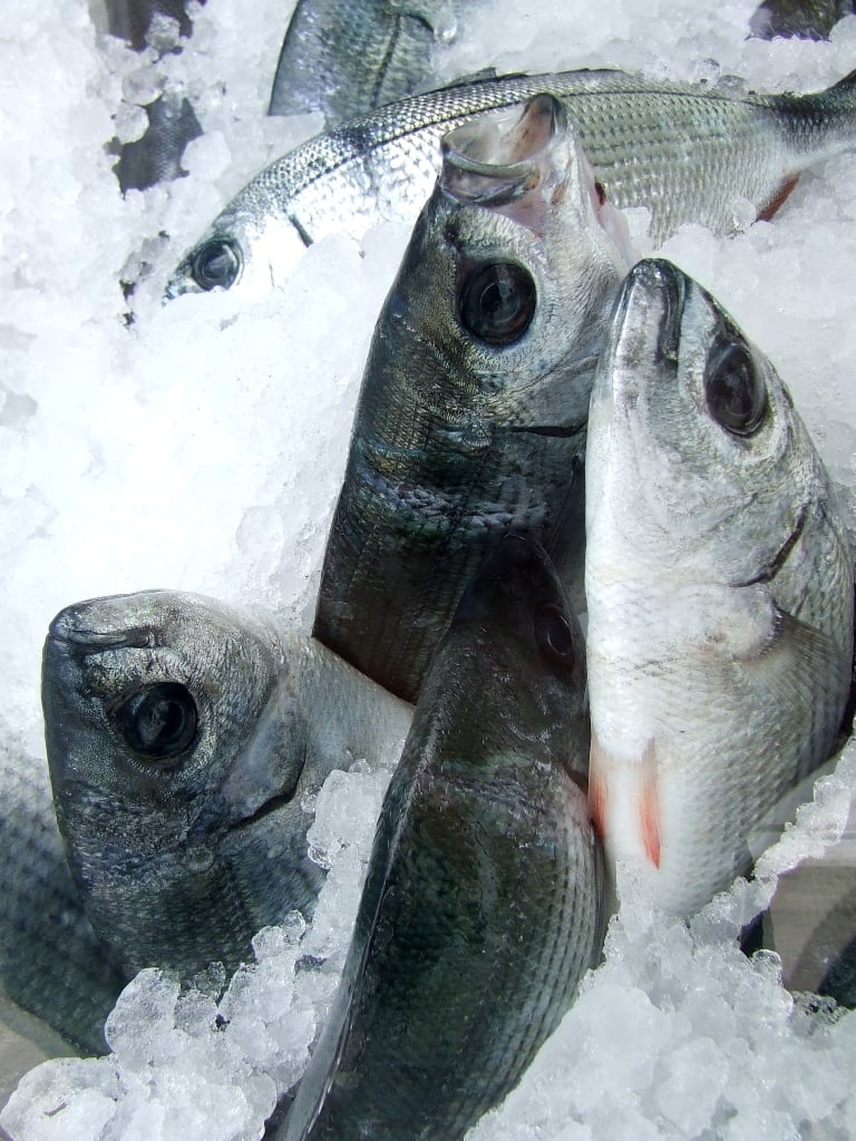 Pakistan set to introduce National Fisheries Policy