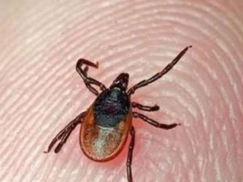 Congo virus claims three lives in Pakistan