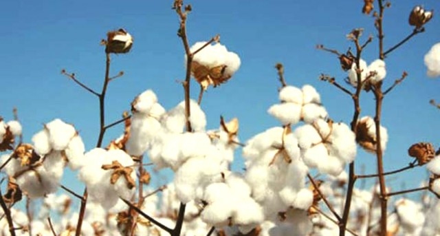 Farmers demand end to GST on local cotton