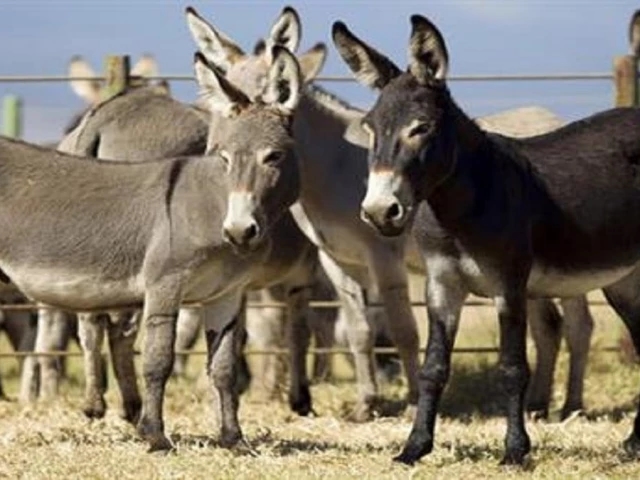 Donkey slaughtering project sparks controversy