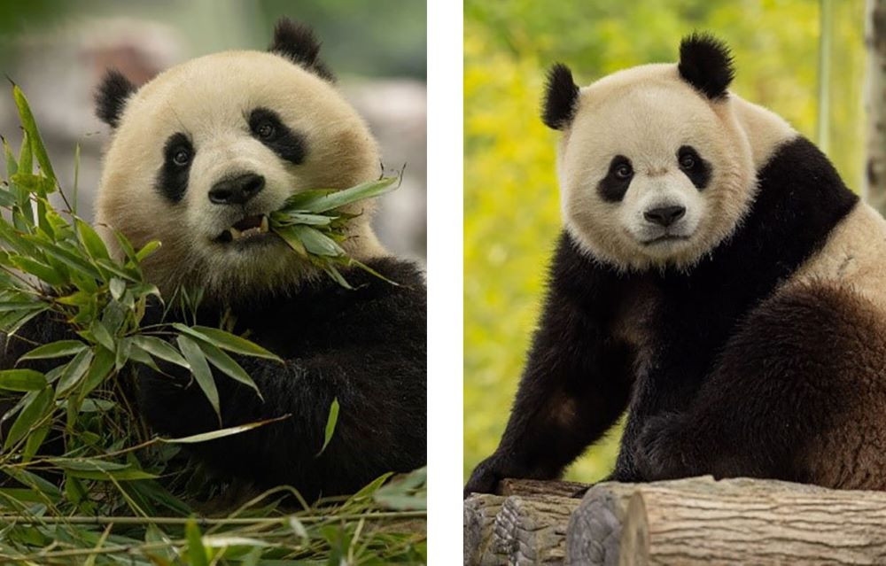Panda Cam is back to watch Bao Li and Qing Bao live at National Zoo