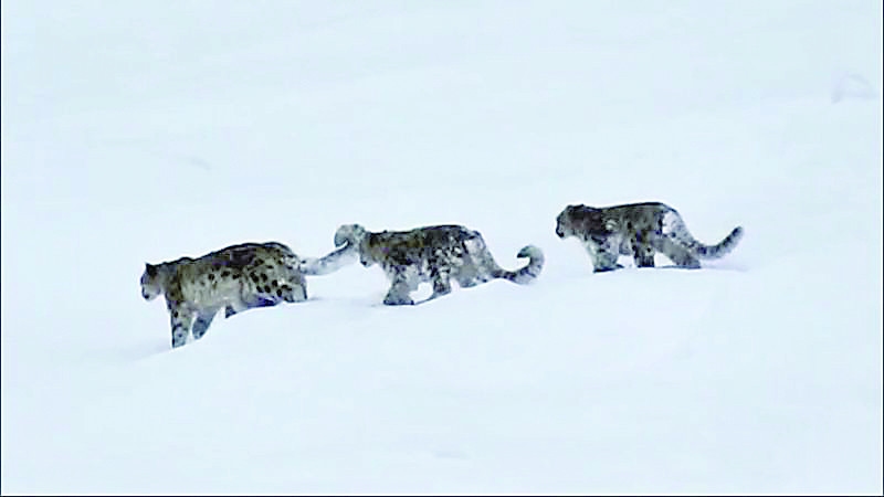 Rare sighting of 4 snow leopards