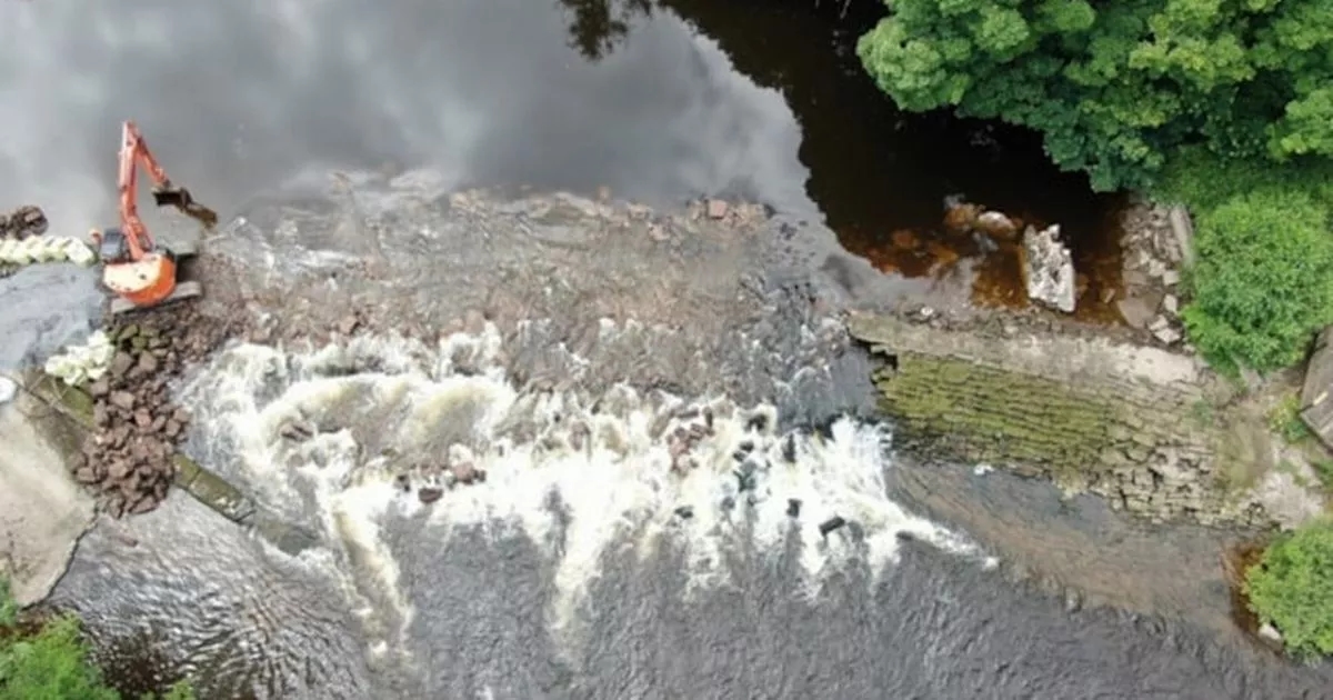'Vampire fish' that predate dinosaurs thrive on North Wales river after weir removed