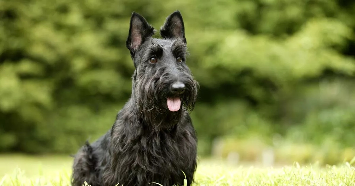 11 low-shedding dog breeds perfect for pet parents who hate hoovering