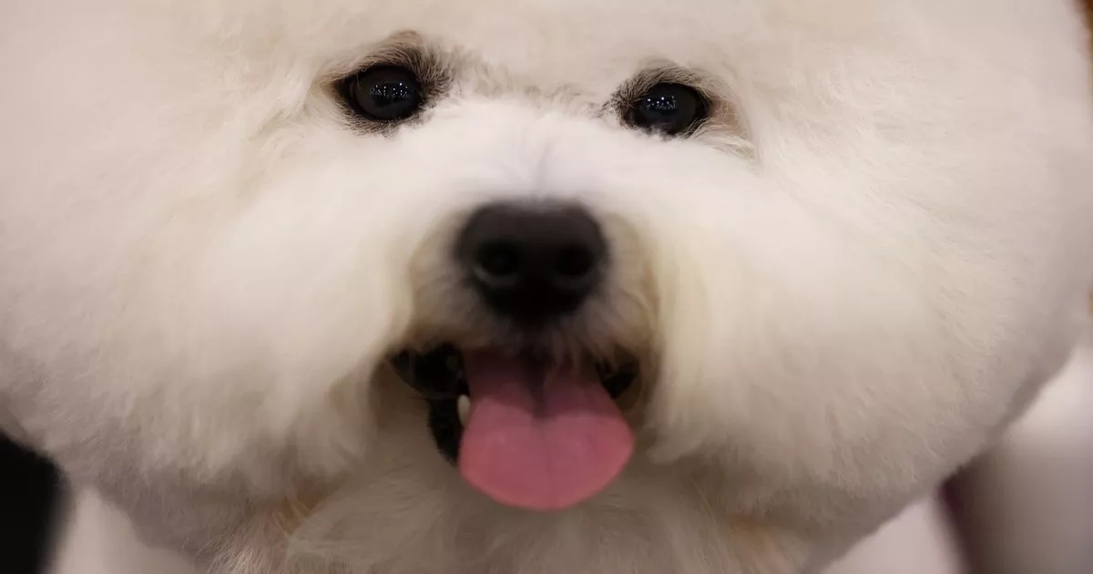 11 longest-living dog breeds for pet owners who want a life-long companion