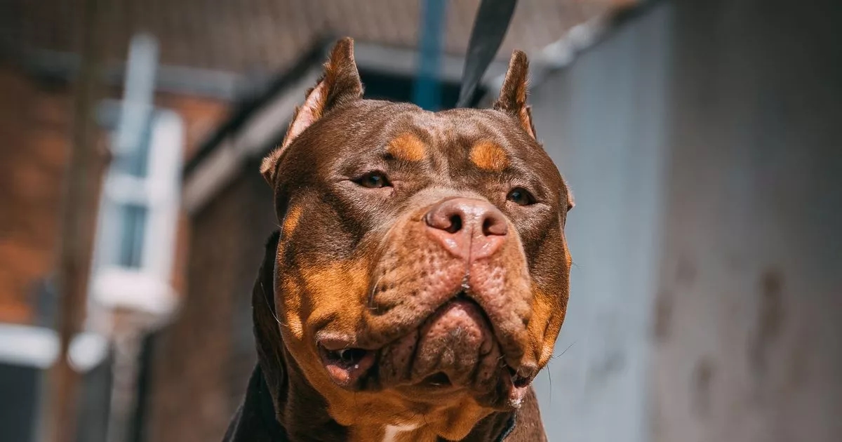 XL Bullies put to sleep after pensioner 'mauled by dogs' in Highlands
