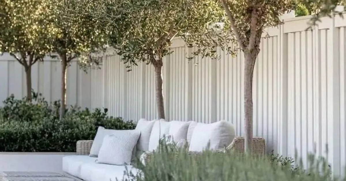 Gardening Express offers £250 saving on giant 'fantastic quality' Tuscan olive tree
