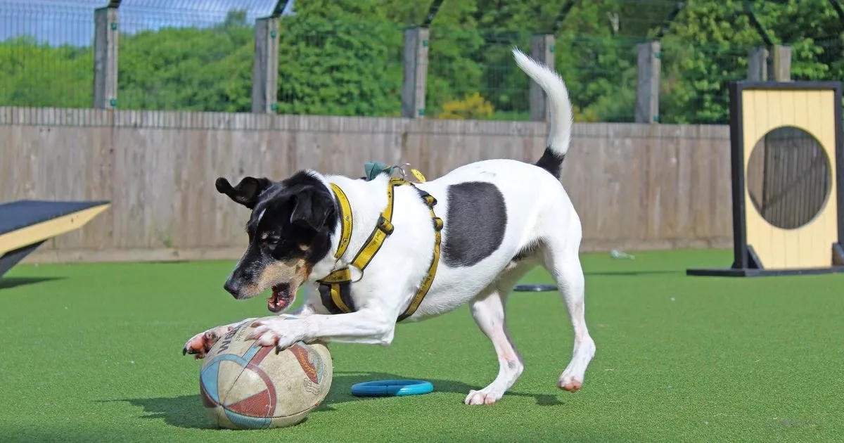 Uddingston Rugby Club drop-kick in balls for Dogs Trust Glasgow