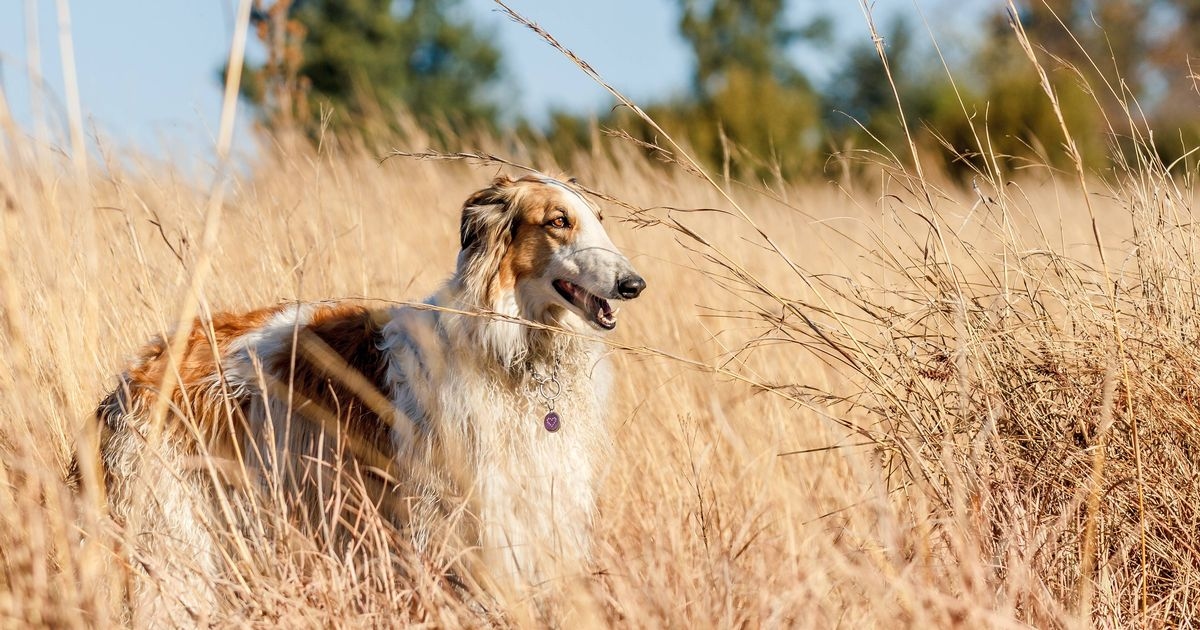 'I've worked with dogs for 10 years and these are the only breeds I would own'