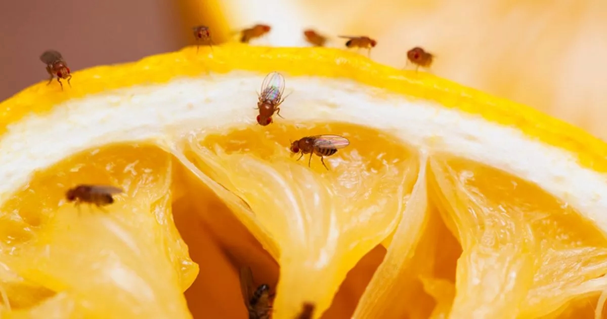 Three mistakes attracting fruit flies into your home this summer and how to avoid them