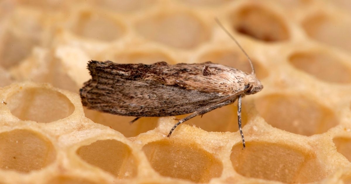 Moths can 'target your clothes' if you fail to complete quick cleaning task