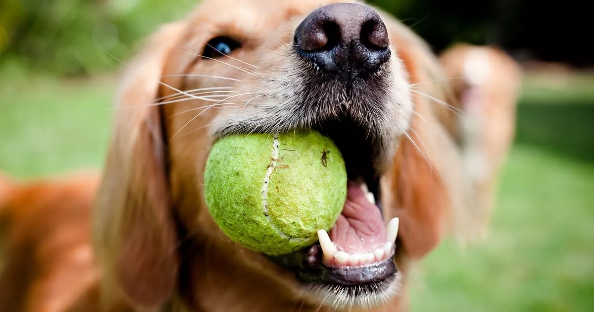 Top five sociable dog breeds perfect for those buying a second pooch