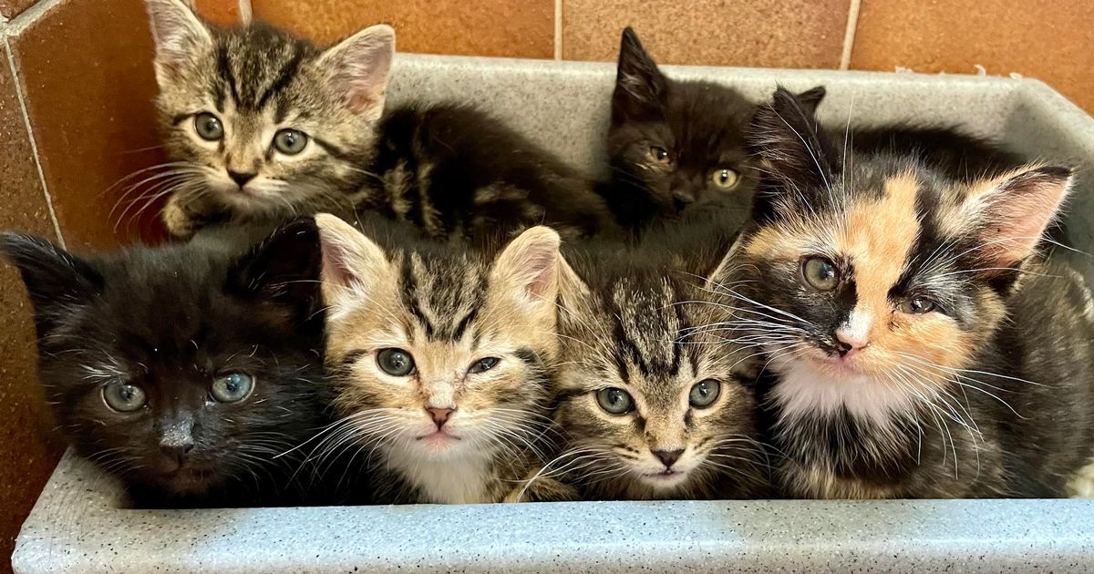 Six kittens dumped in rubbish tip named after Friends TV characters